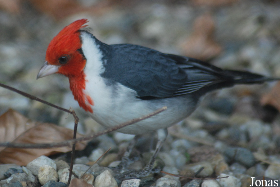 Paroaria coronata