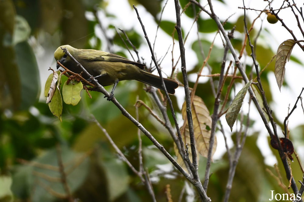 Thraupis palmarum melanoptera / Lac de Petit Saut / Visualiser dans la Galerie animalière