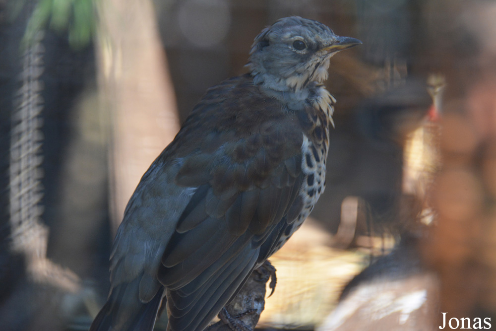 Turdus pilaris