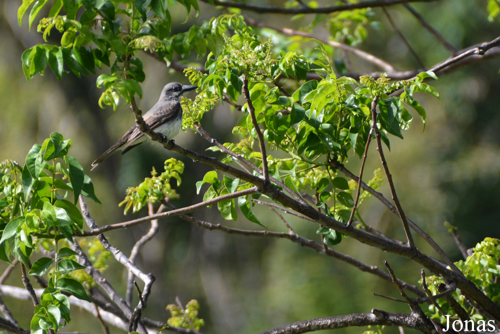 Tyrannus dominicensis vorax