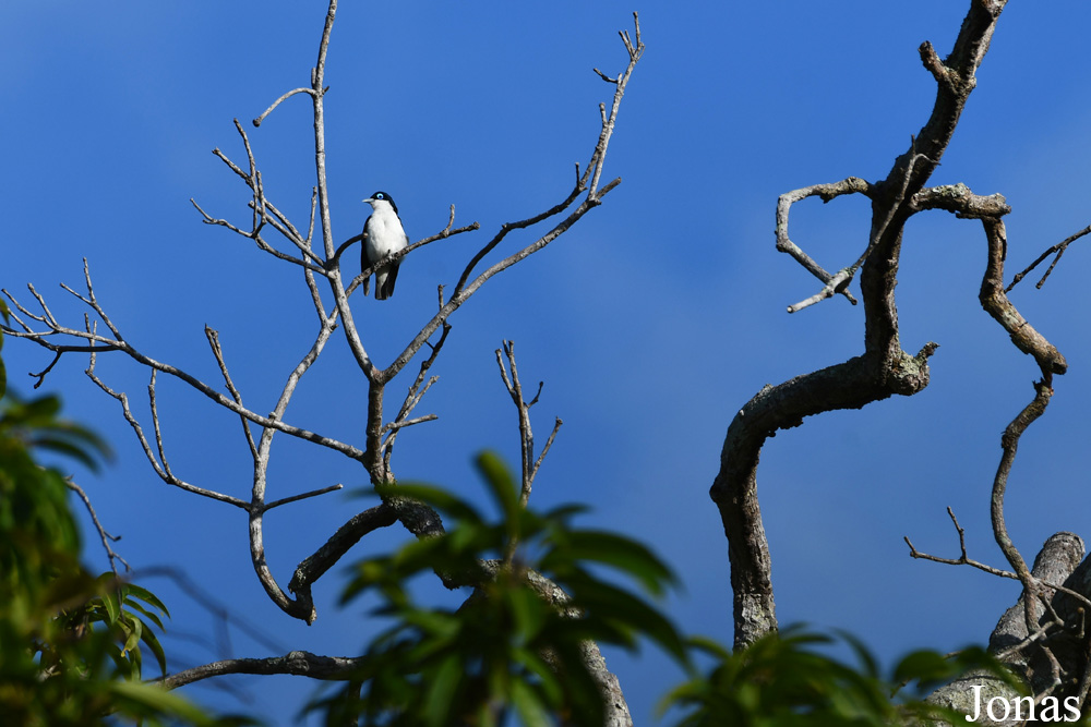 Parc National de Lokobe