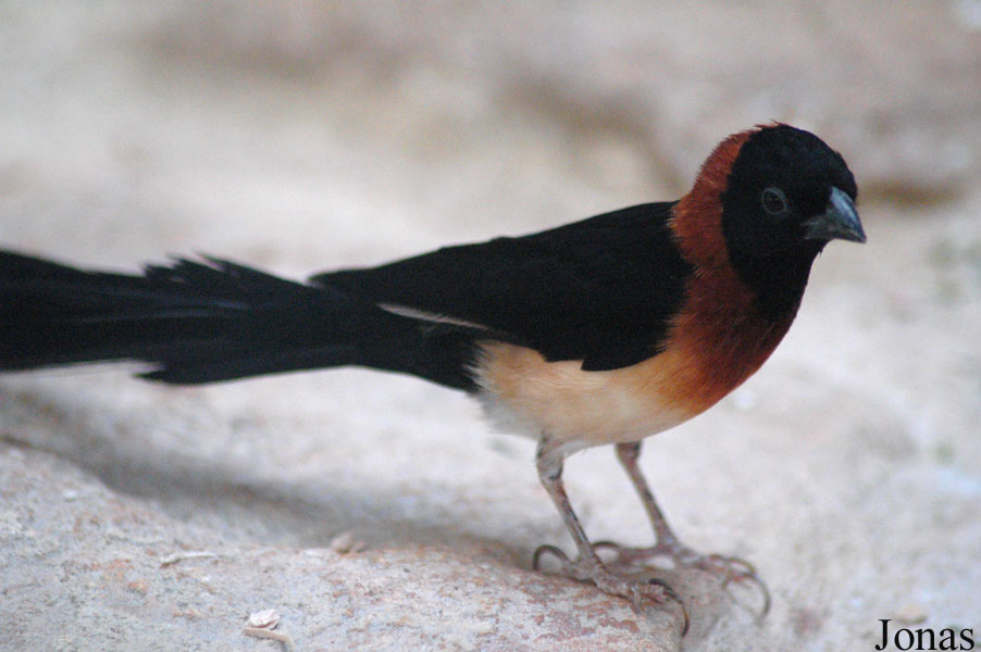 Vidua paradisaea