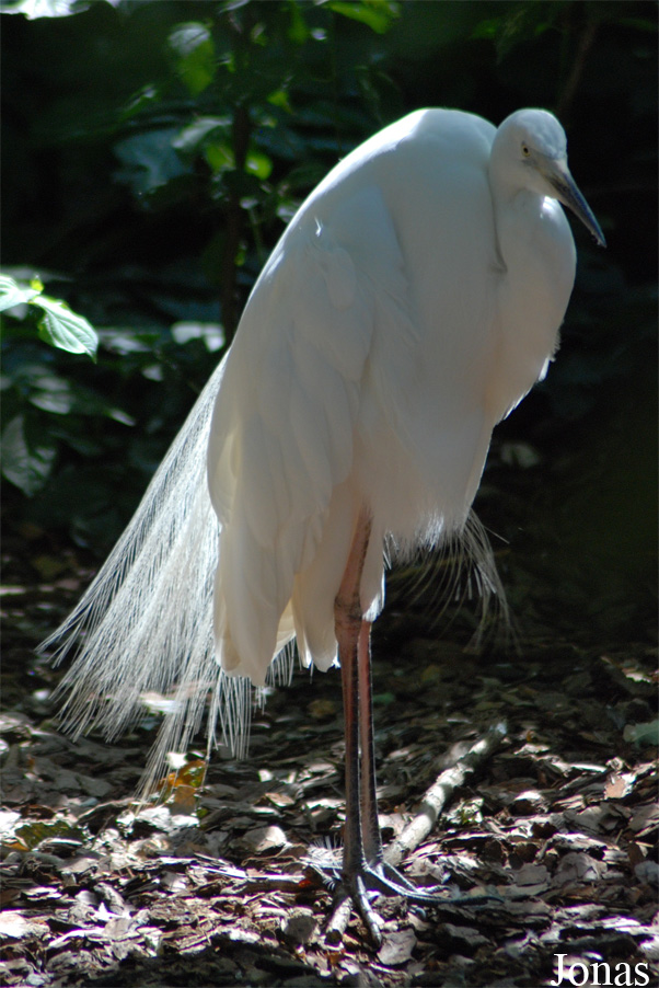 Ardea alba