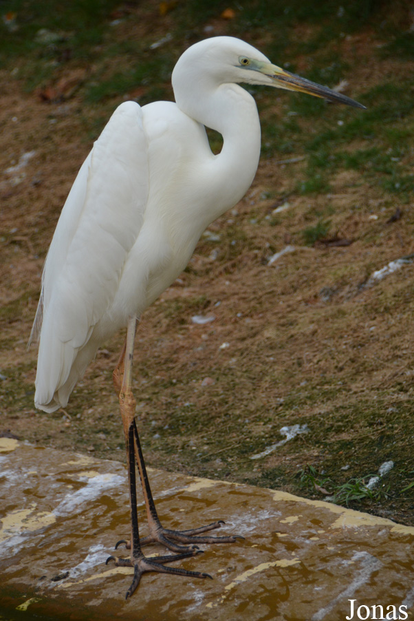 Ardea alba