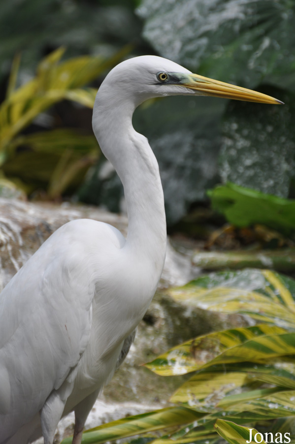 Ardea alba modesta
