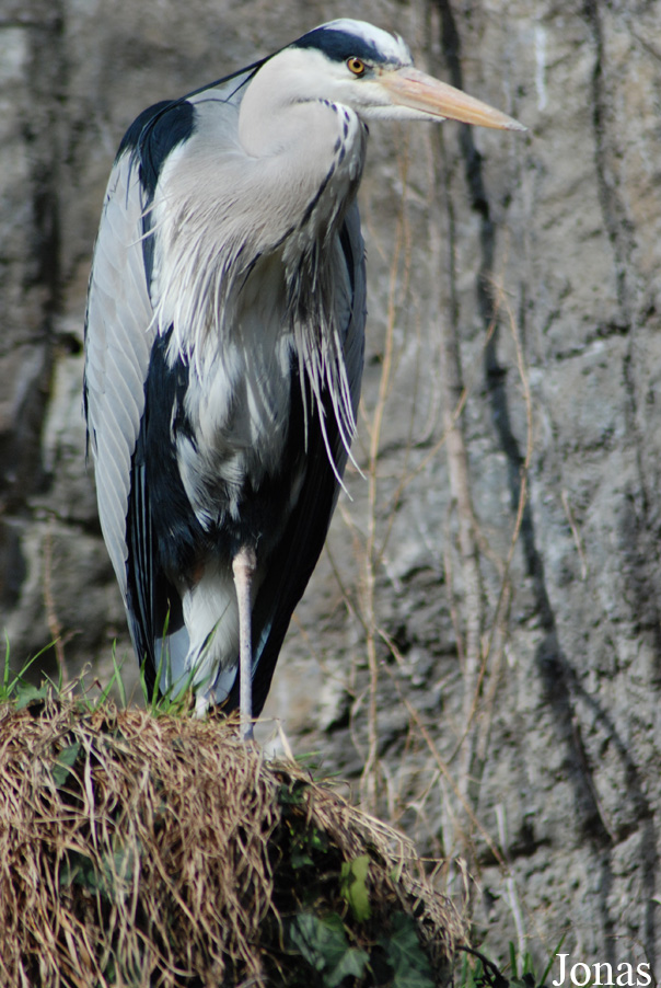 Ardea cinerea cinerea