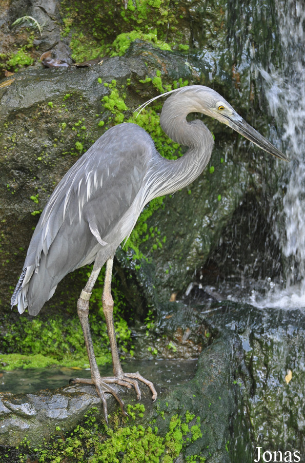 Ardea sumatrana