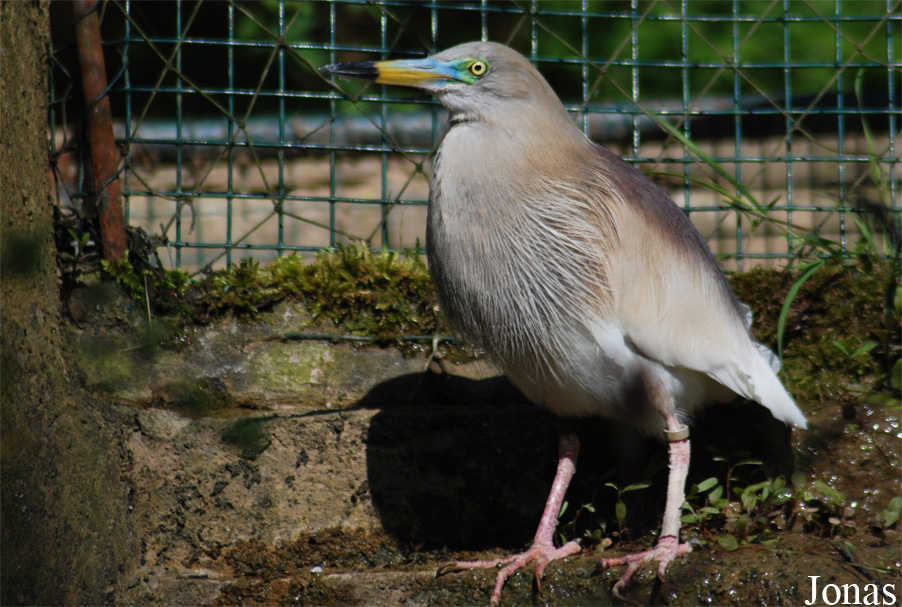 Ardeola grayii