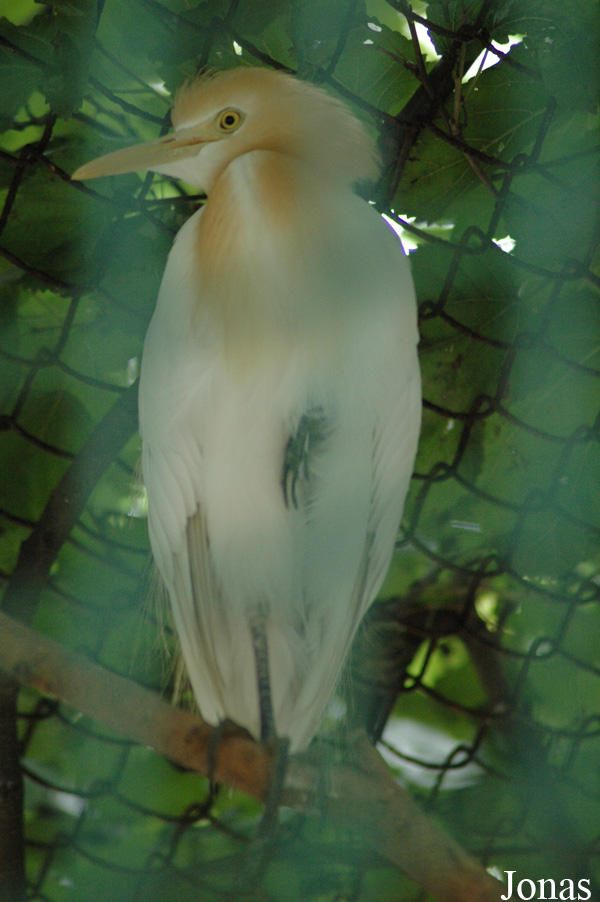 Bubulcus ibis