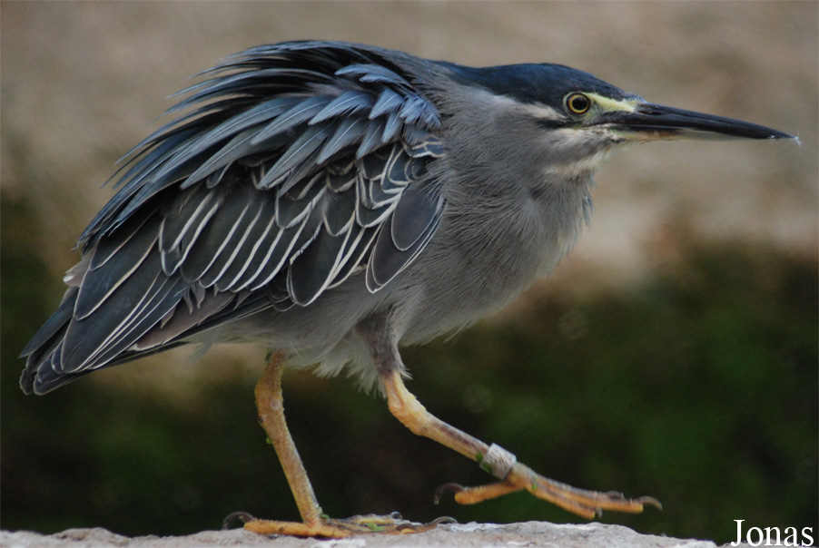 Butorides striata