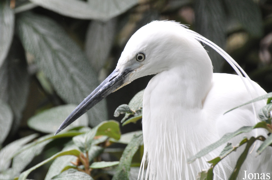 Egretta garzetta
