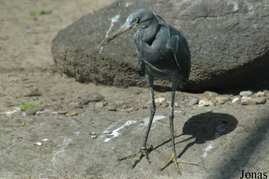 Egretta gularis