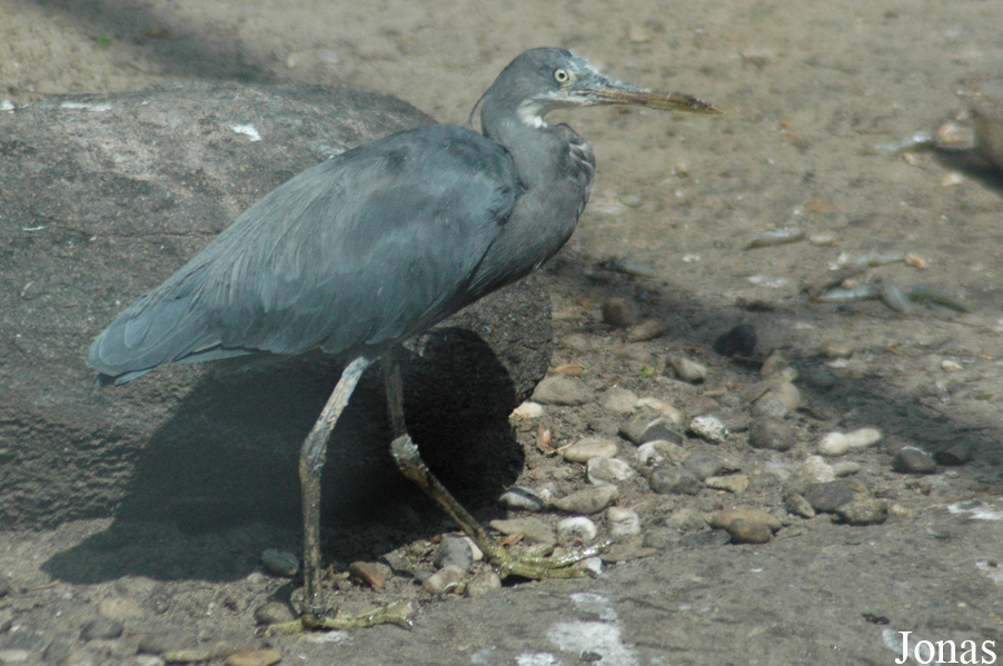 Egretta gularis