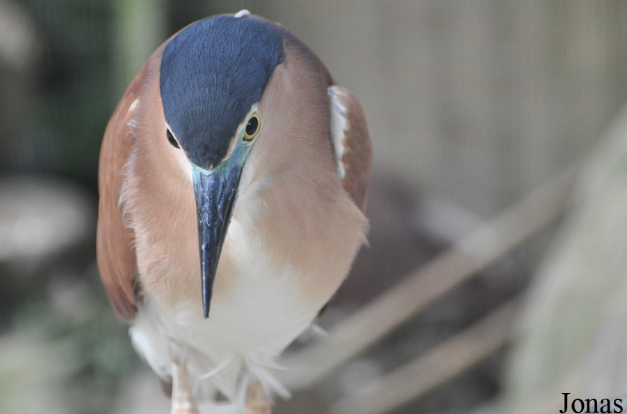 Nycticorax caledonicus