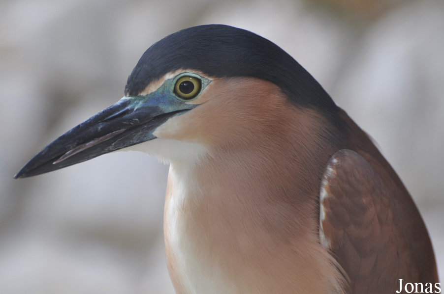 Nycticorax caledonicus