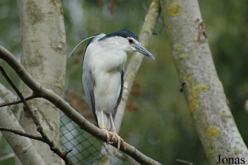 Nycticorax nycticorax