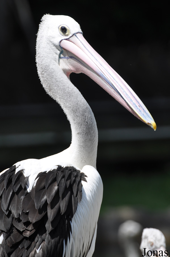 Pelecanus conspicillatus
