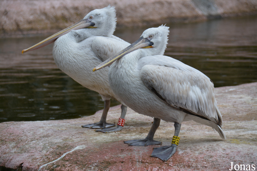 Pelecanus crispus