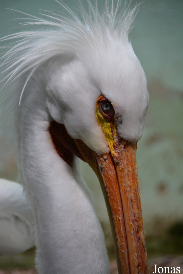 Pelecanus erythrorhynchos