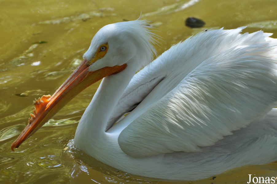 Pelecanus erythrorhynchos