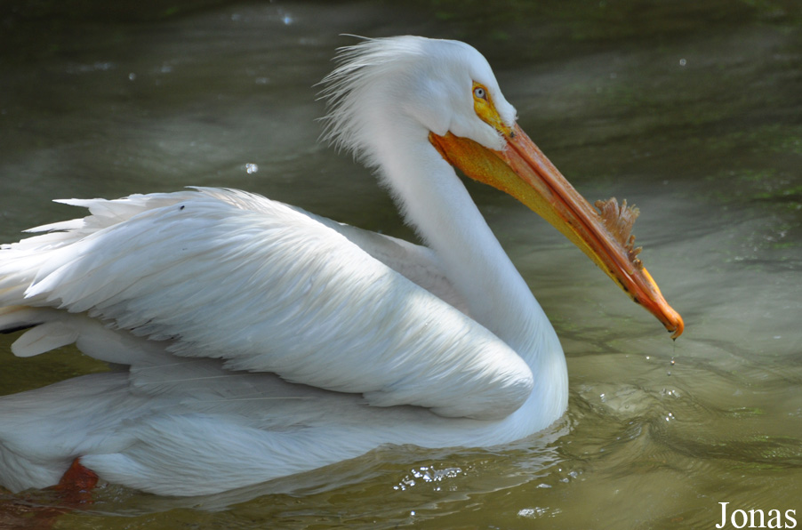 Pelecanus erythrorhynchos
