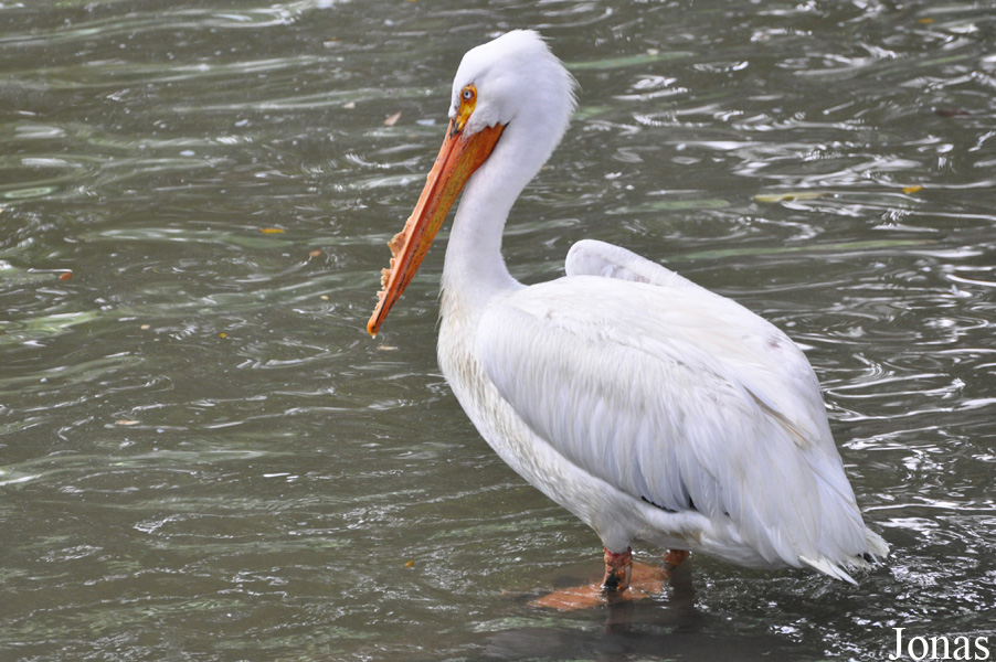 Pelecanus erythrorhynchos