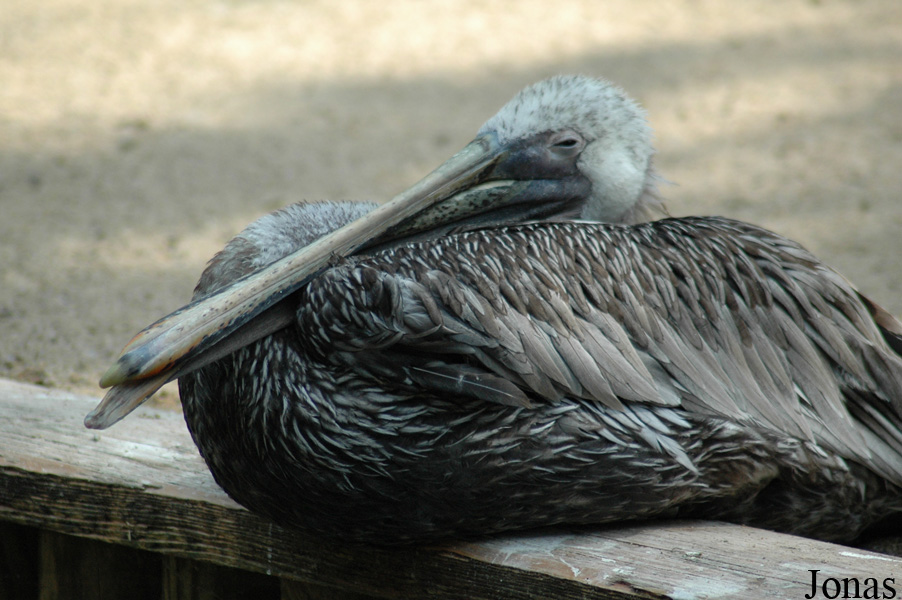 Pelecanus occidentalis californicus