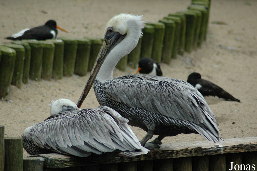 Pelecanus occidentalis californicus
