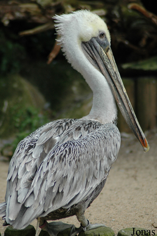 Pelecanus occidentalis californicus
