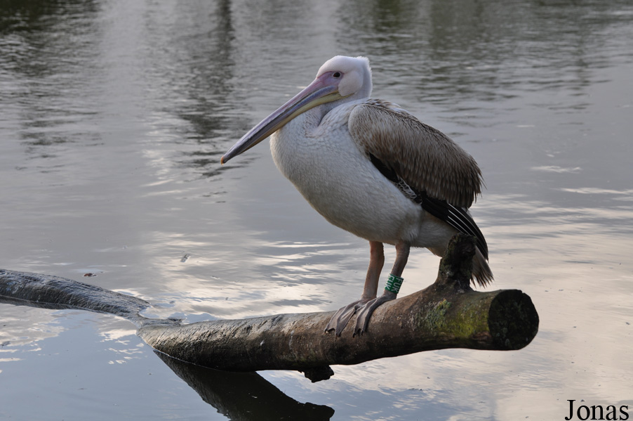 Pelecanus onocrotalus