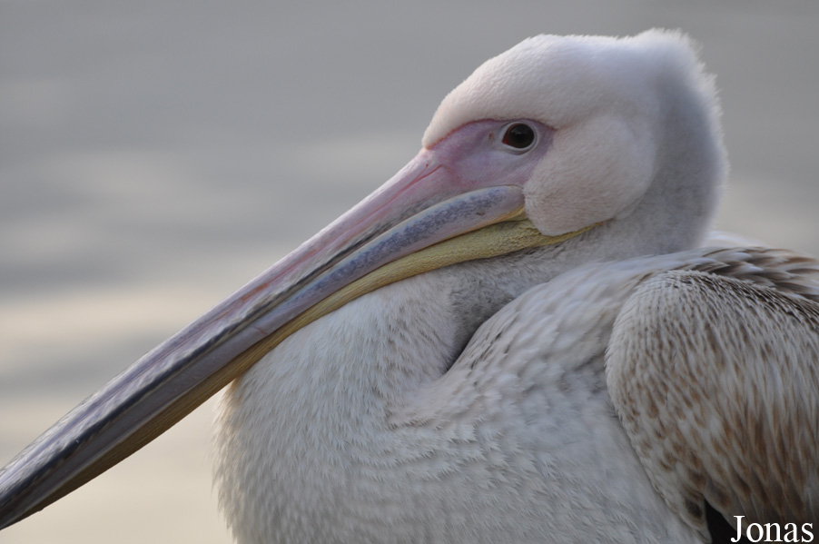 Pelecanus onocrotalus