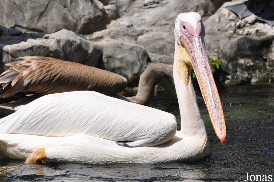 Pelecanus onocrotalus