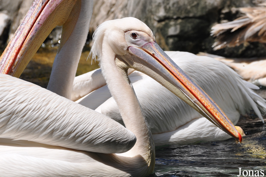 Pelecanus onocrotalus