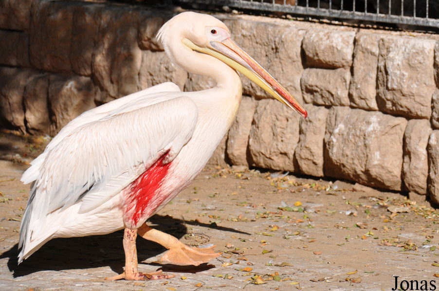Pelecanus onocrotalus