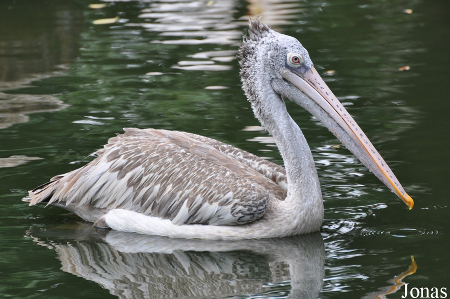 Pelecanus philippensis