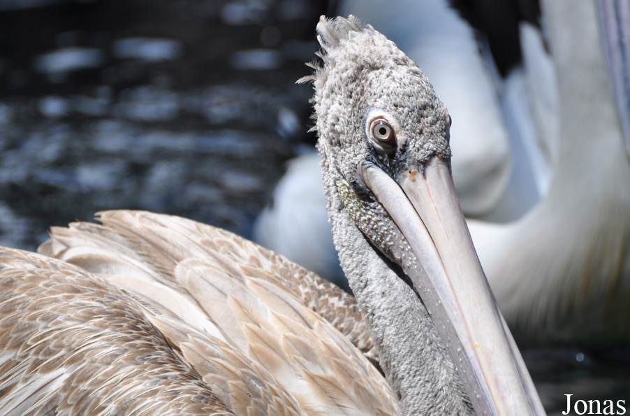 Pelecanus philippensis
