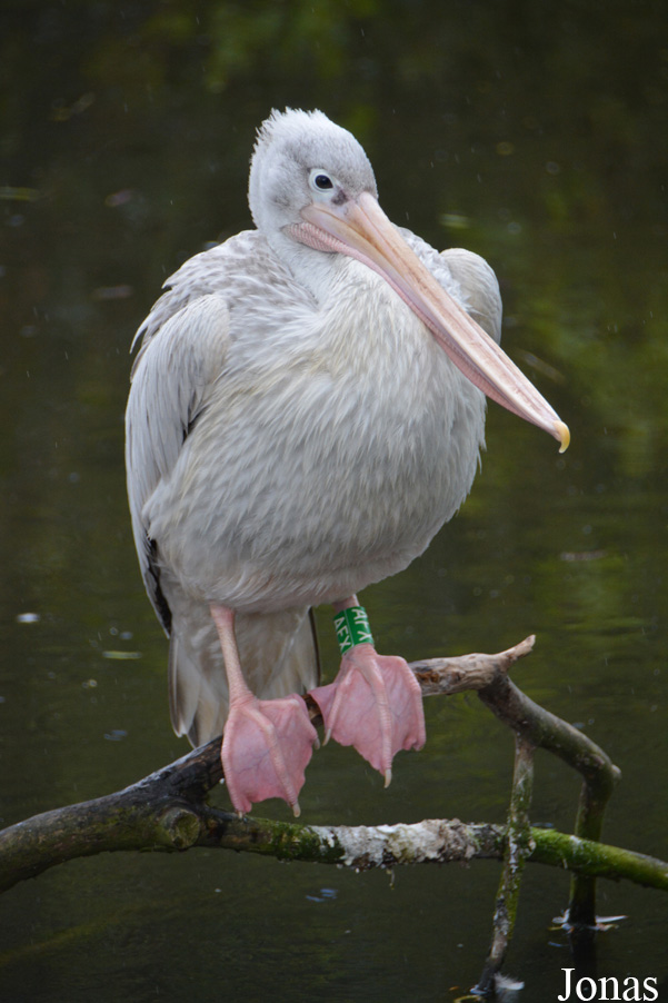 Pelecanus rufescens