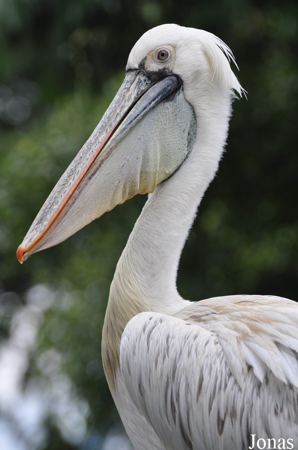 Pelecanus rufescens