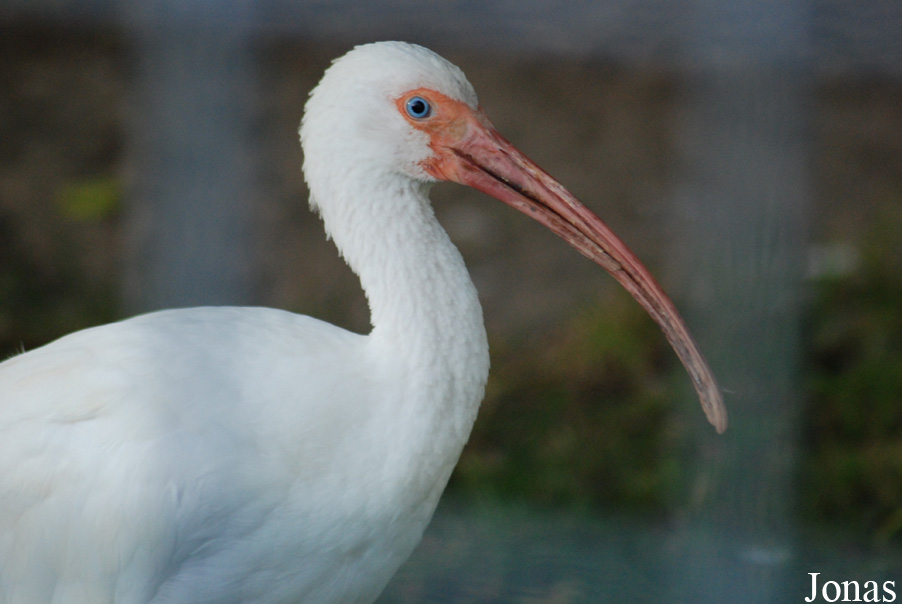 Eudocimus albus