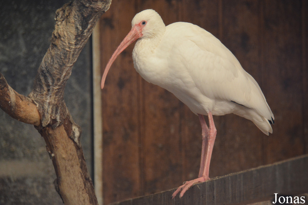 Eudocimus albus