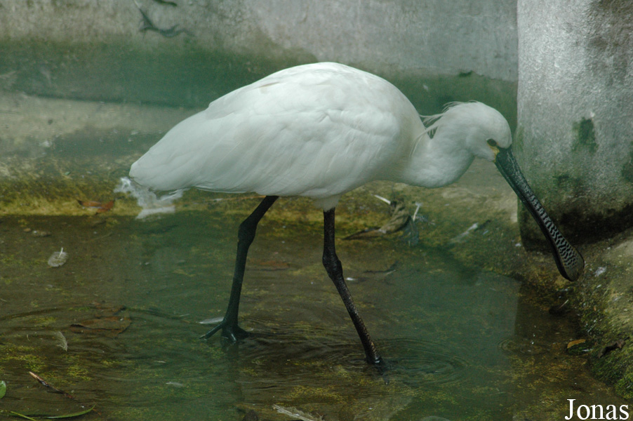 Platalea leucorodia