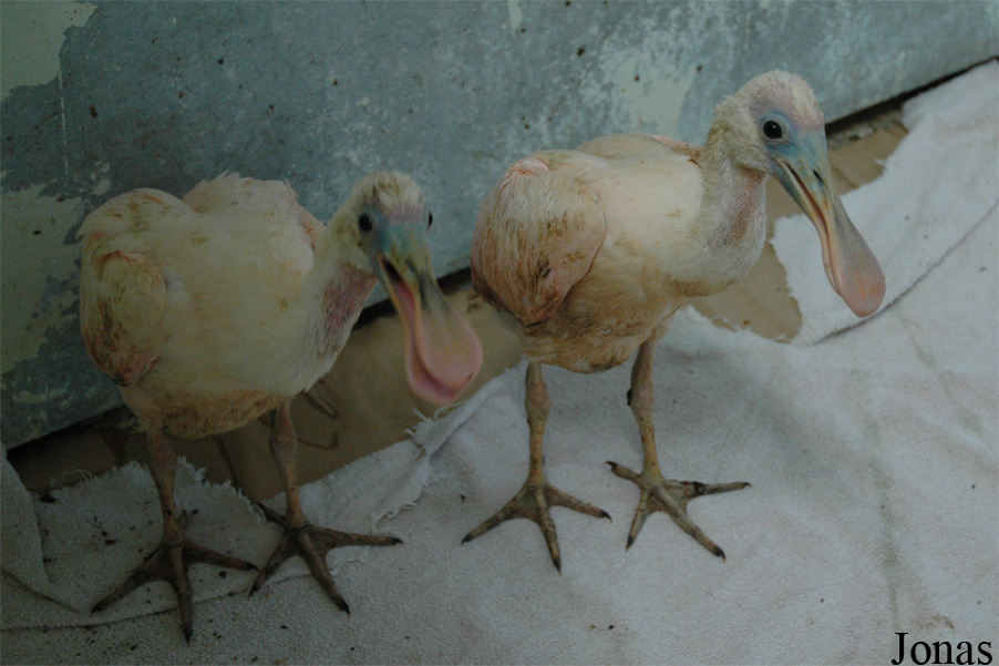 Platalea leucorodia