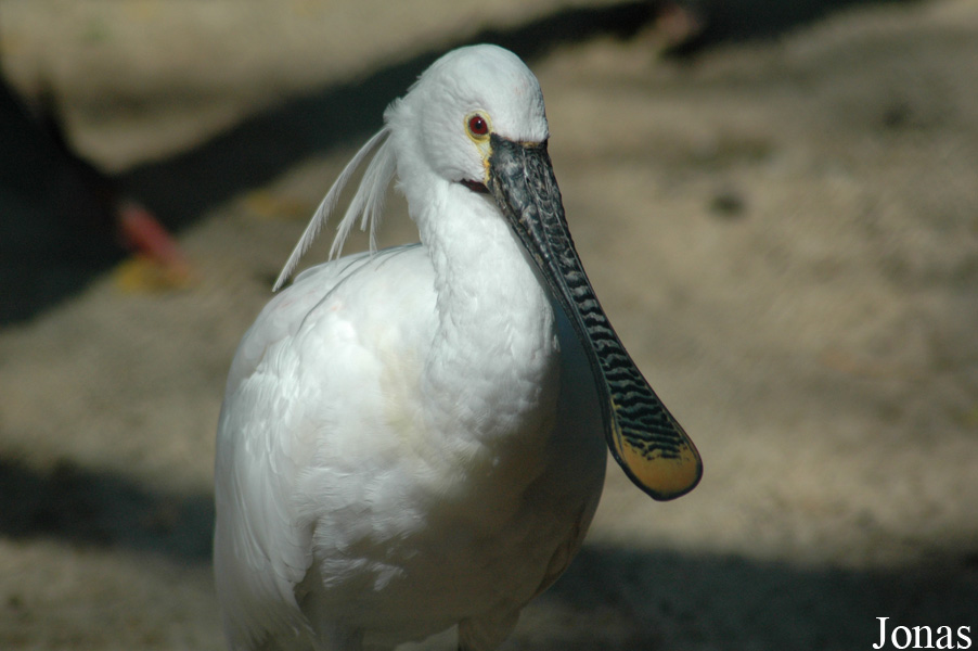 Platalea leucorodia