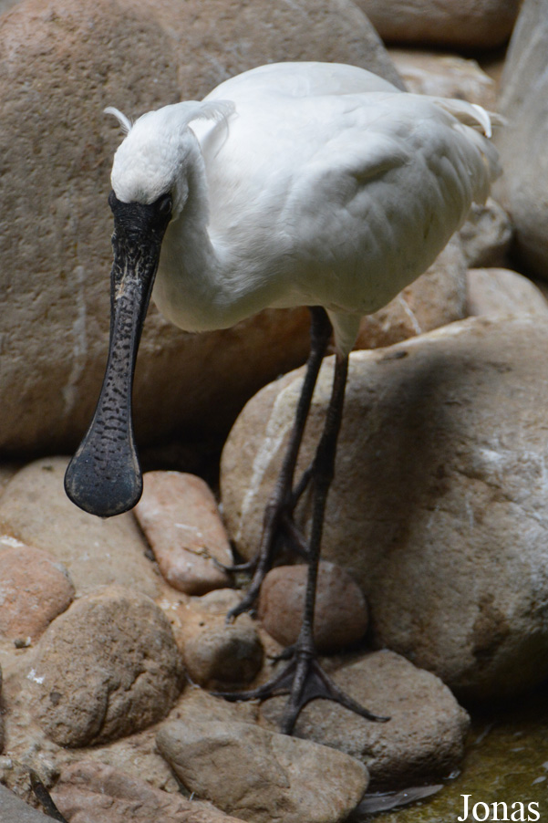Platalea minor