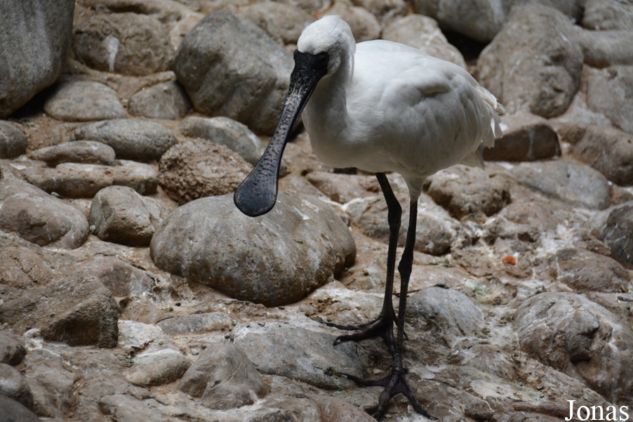 Platalea minor