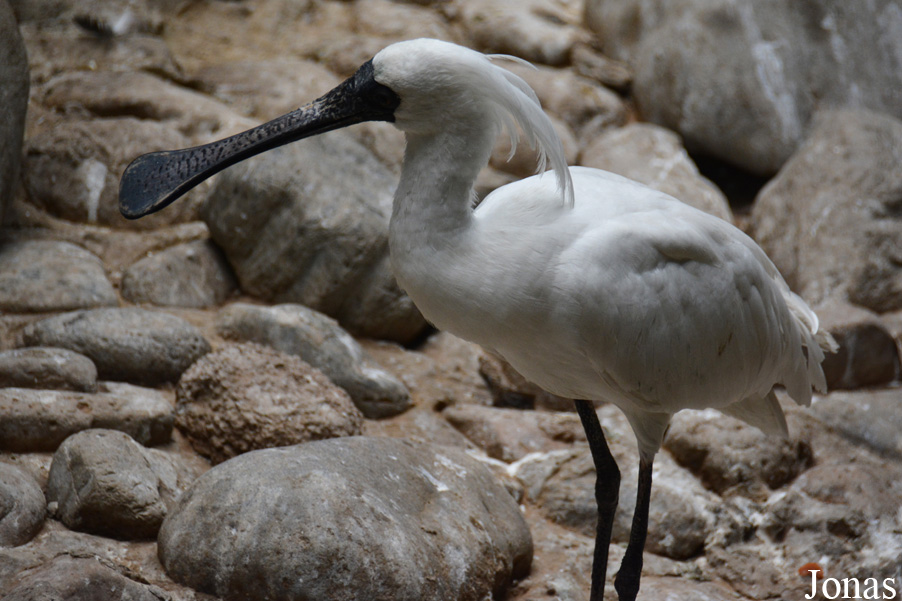 Platalea minor