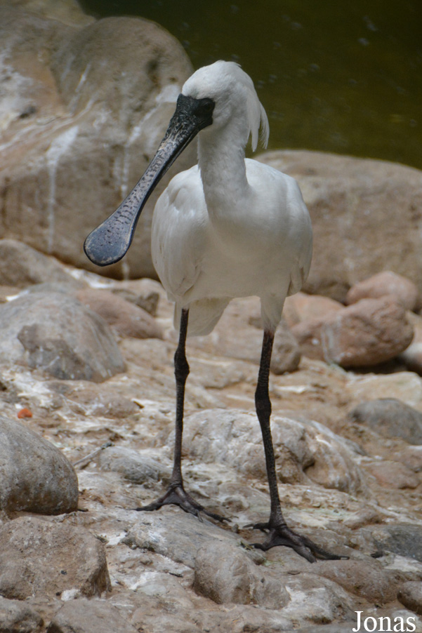 Platalea minor