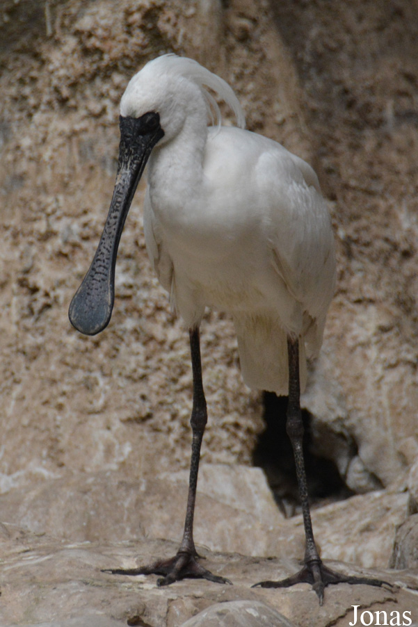 Platalea minor