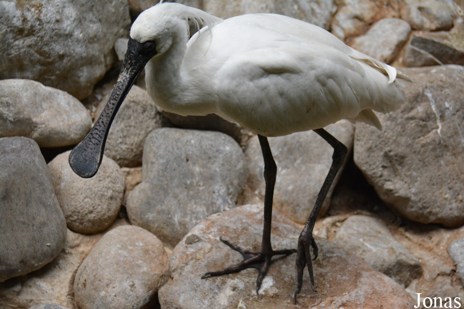 Platalea minor