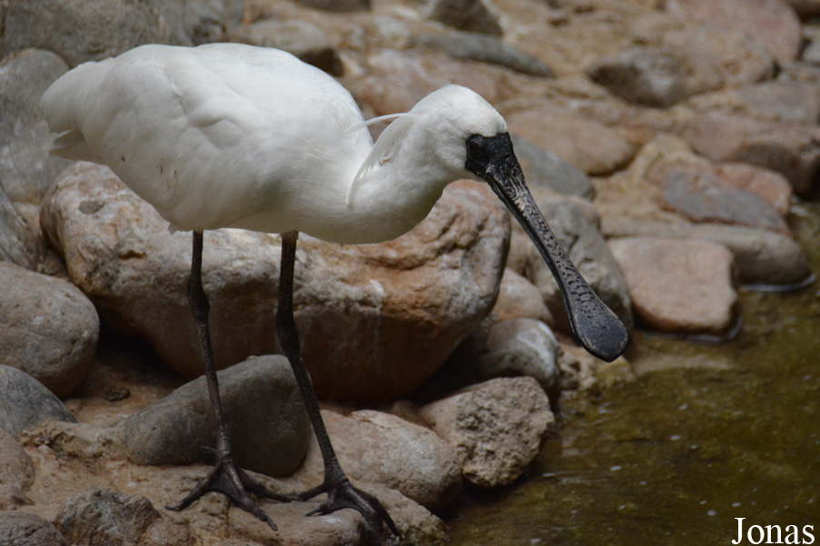Platalea minor